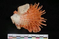 藏品(黃金海菊蛤)的圖片